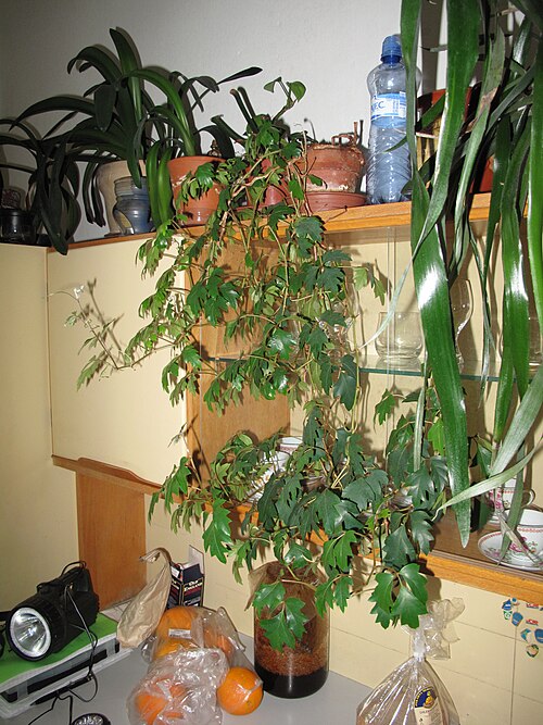 Grape ivy: Cissus spp v Praze, Česká republika.