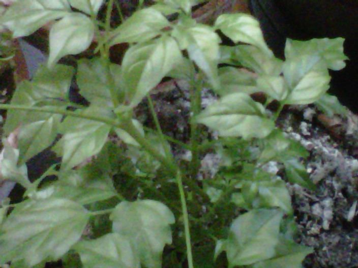 Grape ivy: Cissus rhombifolia from walmart