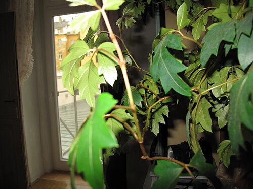 Grape ivy: Cissus spp v Praze, Česká republika.