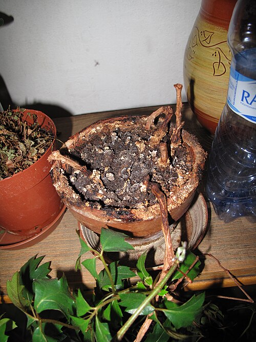 Grape ivy: Cissus spp v Praze, Česká republika.