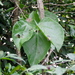 Grape ivy (Cissus alata)