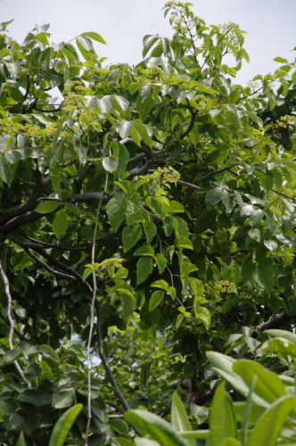 Grape ivy (Cissus alata)