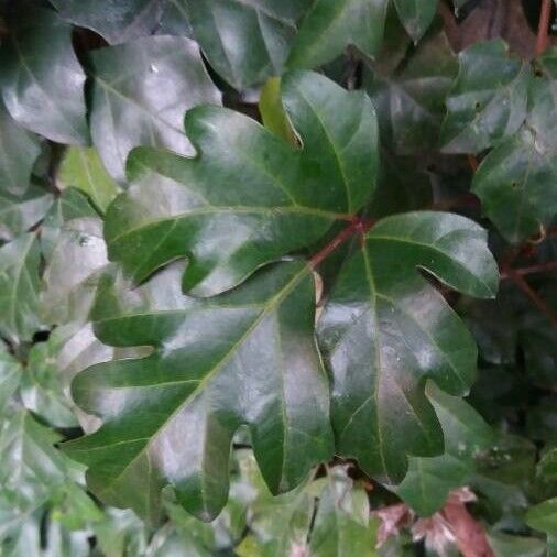 Grape ivy (Cissus alata)