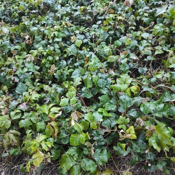 Grape ivy (Cissus alata)
