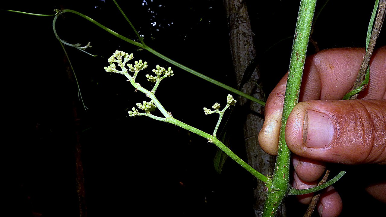 Cissus blanchetiana: Cissus blanchetiana Planch.