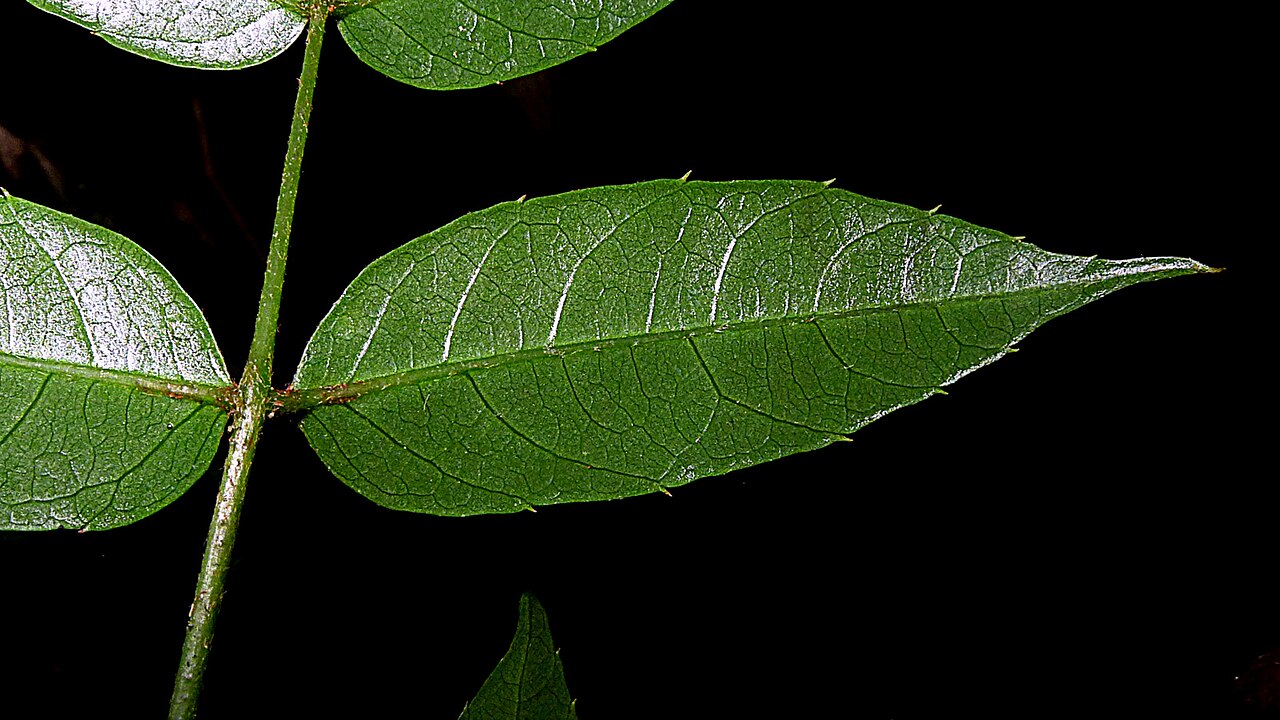 Cissus blanchetiana: Cissus blanchetiana Planch.