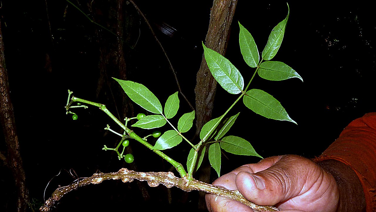 Cissus blanchetiana: Cissus blanchetiana Planch.