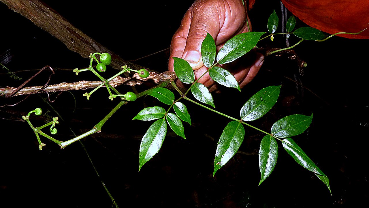 Cissus blanchetiana: Cissus blanchetiana Planch.