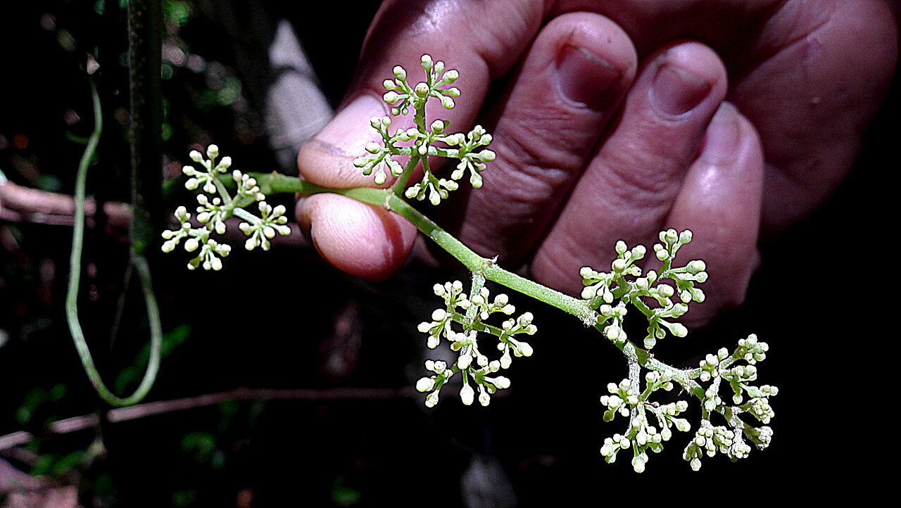 Cissus blanchetiana: Cissus blanchetiana Planch.