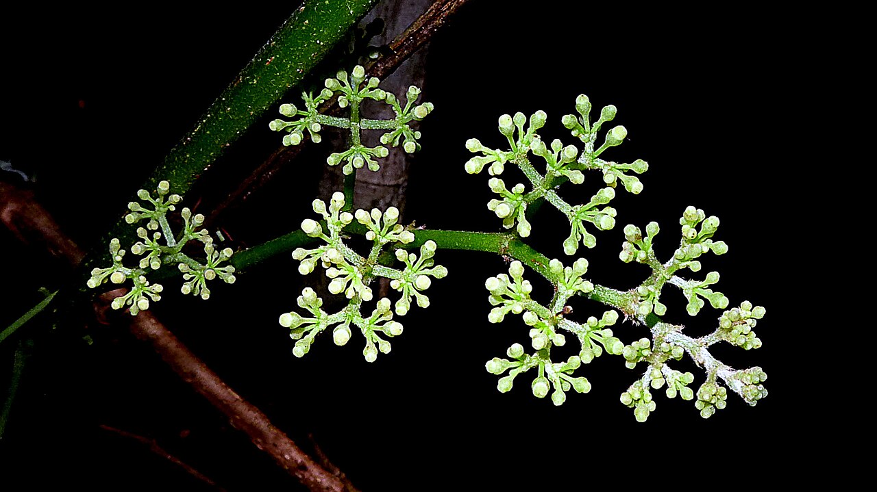 Cissus blanchetiana: Cissus blanchetiana Planch.