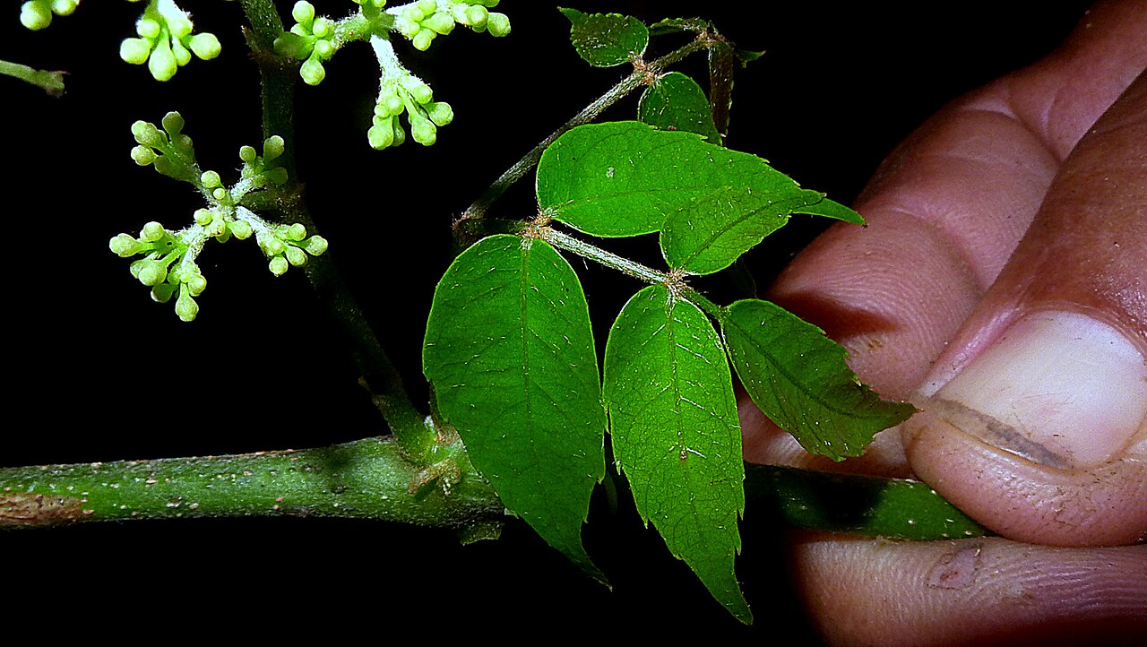 Cissus blanchetiana: Cissus blanchetiana Planch.