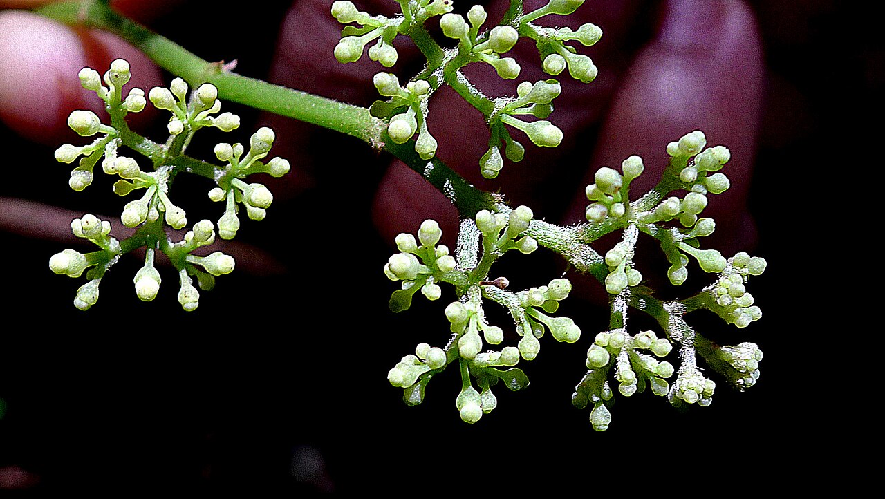 Cissus blanchetiana: Cissus blanchetiana Planch.
