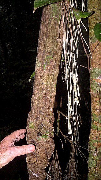 Cissus blanchetiana: Cissus blanchetiana Planch.