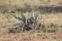 Cissus cactiformis (Cissus cactiformis)