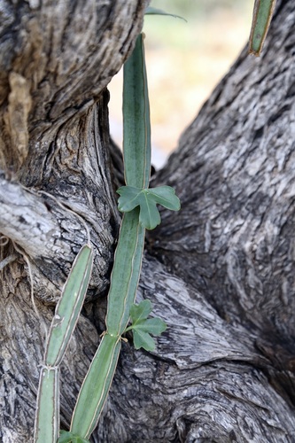 Cissus cactiformis (Cissus cactiformis)