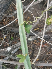 Cissus cactiformis (Cissus cactiformis)