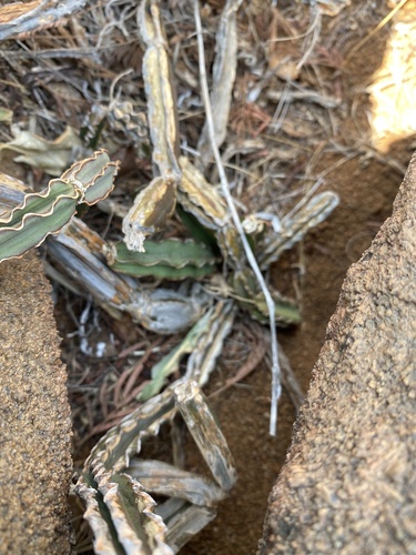 Cissus cactiformis (Cissus cactiformis)