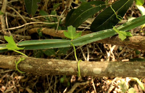 Cissus cactiformis (Cissus cactiformis)