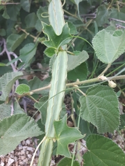 Cissus cactiformis (Cissus cactiformis)