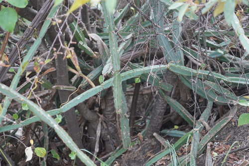 Cissus cactiformis (Cissus cactiformis)