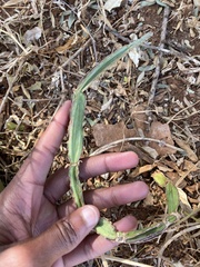 Cissus cactiformis (Cissus cactiformis)