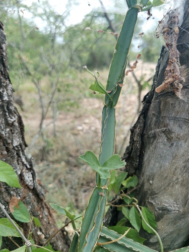 Cissus cactiformis (Cissus cactiformis)