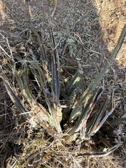 Cissus cactiformis (Cissus cactiformis)