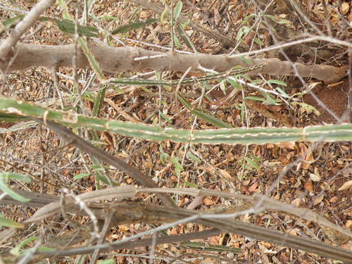 Cissus cactiformis (Cissus cactiformis)