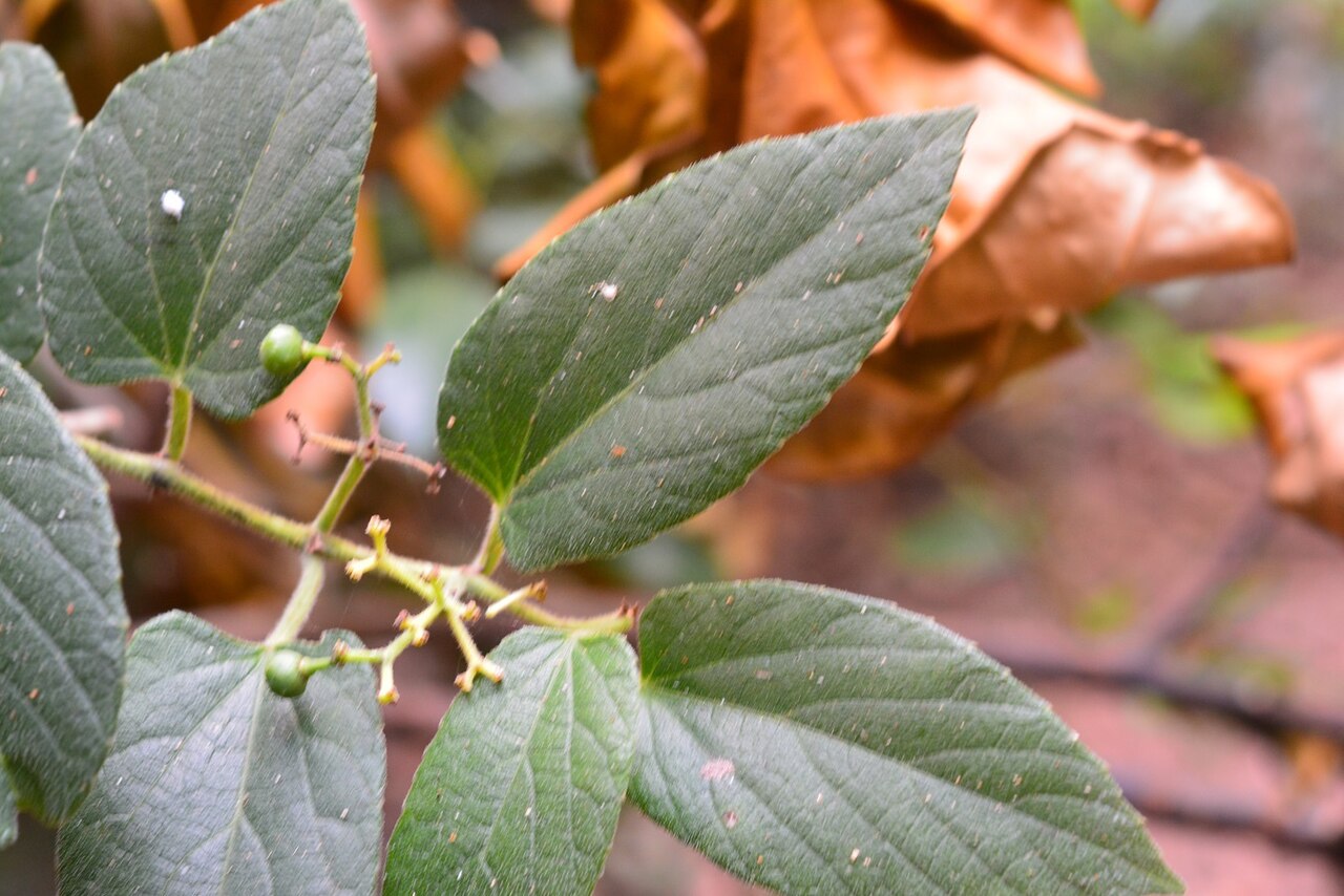 Cissus cacuminis: Cissus cacuminis