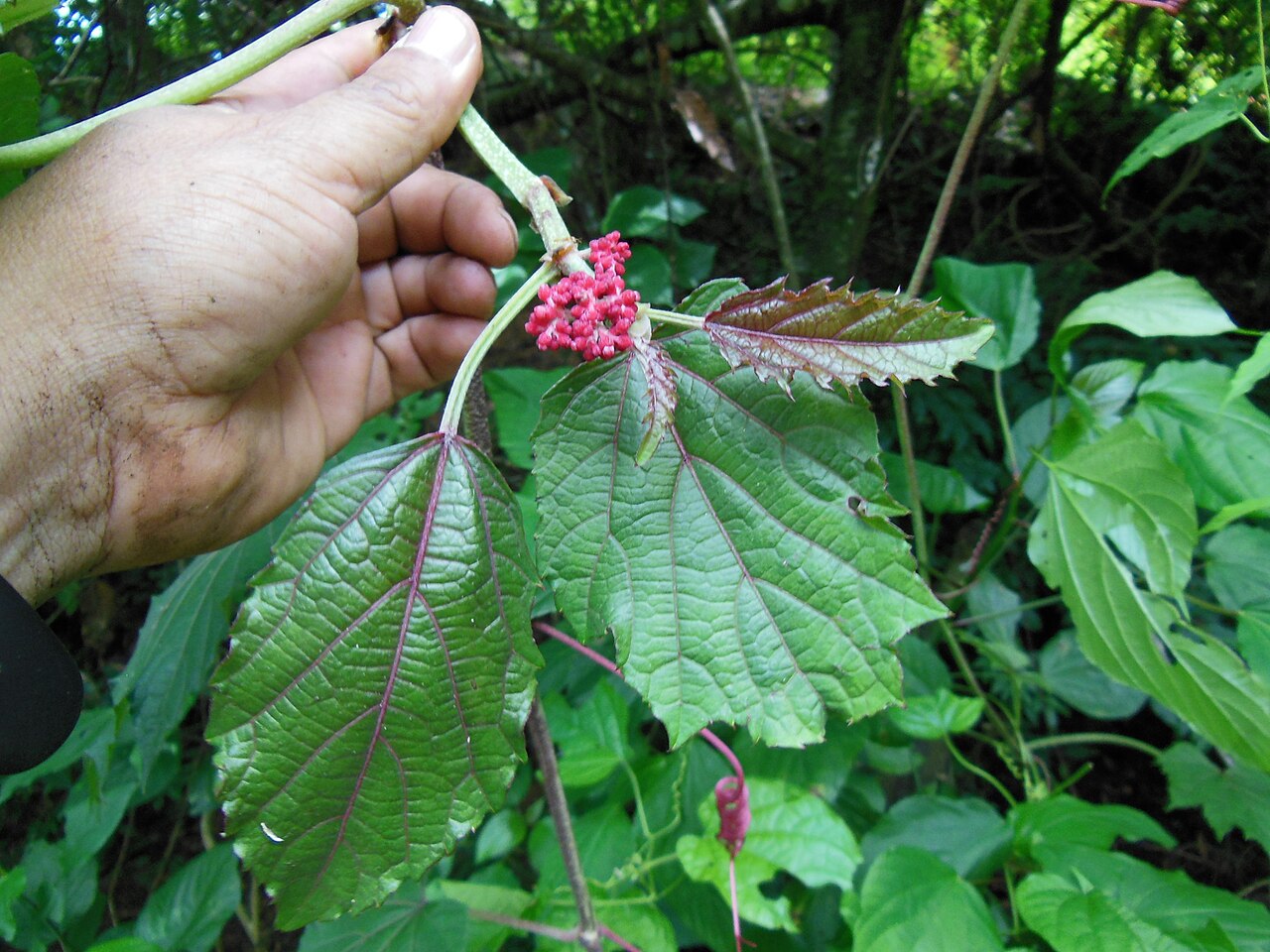Cissus cacuminis: Cissus cacuminis