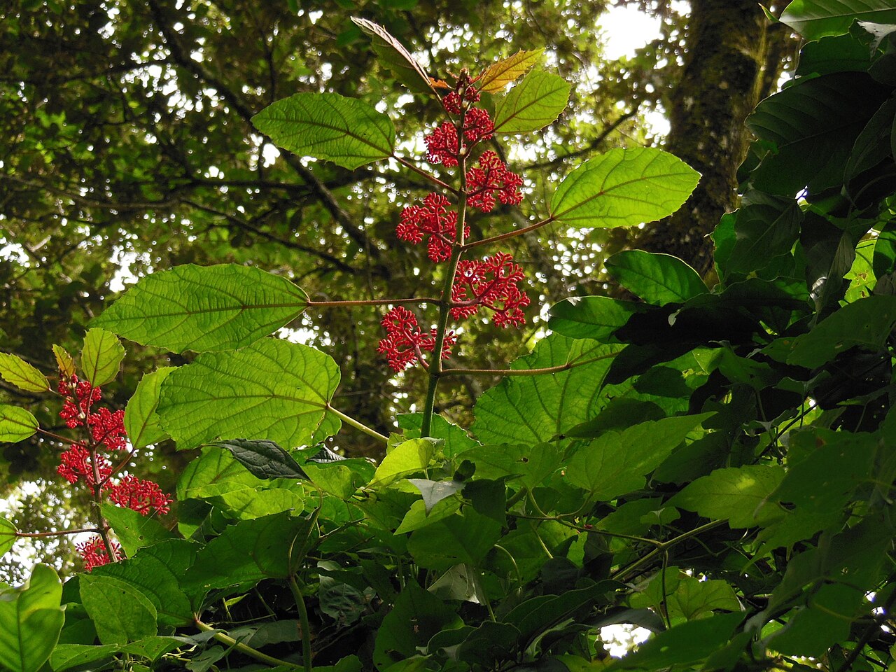 Cissus cacuminis: Cissus cacuminis