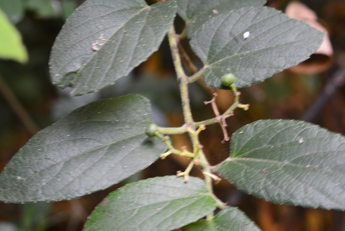 Cissus cacuminis (Cissus cacuminis)