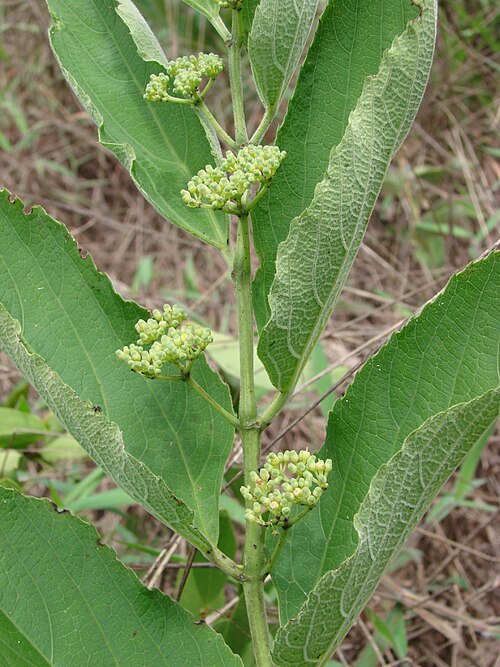 Cissus campestris: Cissus campestris , Brazil