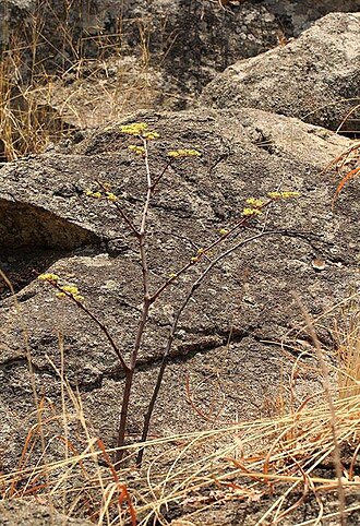 Cissus cornifolia: Cissus cornifolia (Baker) Planch. - Christon Bank about 30 km north of Harare, Zimbabwe