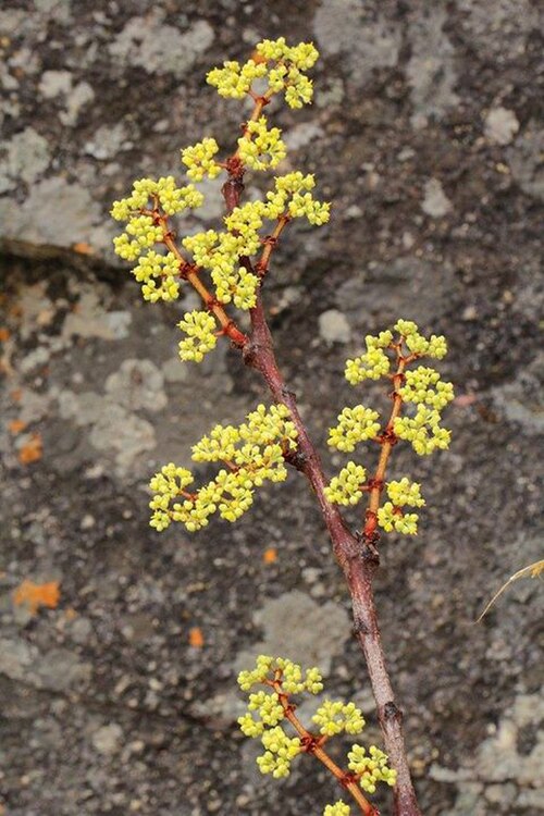 Cissus cornifolia: Cissus cornifolia (Baker) Planch. - Christon Bank about 30 km north of Harare, Zimbabwe