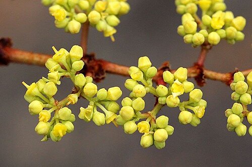 Cissus cornifolia: Cissus cornifolia (Baker) Planch. - Christon Bank about 30 km north of Harare, Zimbabwe