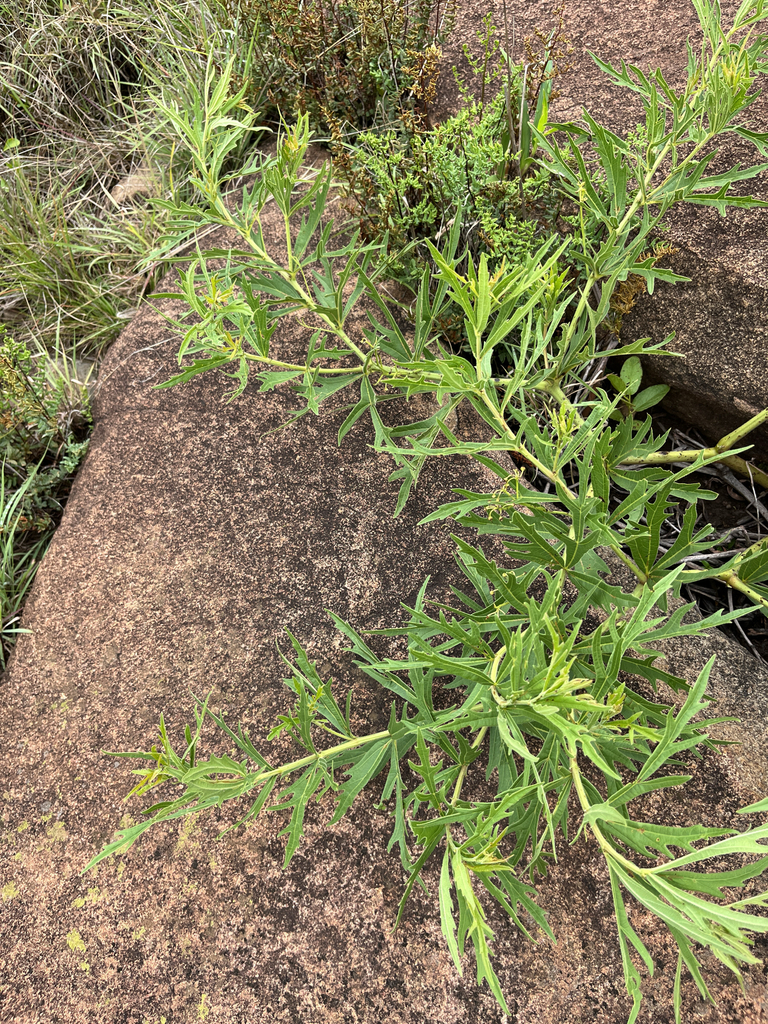 Cissus cussonioides (Cissus cussonioides)