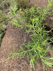 Cissus cussonioides (Cissus cussonioides)