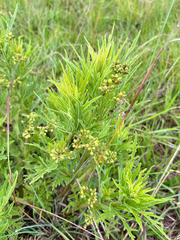 Cissus cussonioides (Cissus cussonioides)