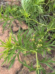 Cissus cussonioides (Cissus cussonioides)