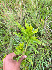 Cissus cussonioides (Cissus cussonioides)