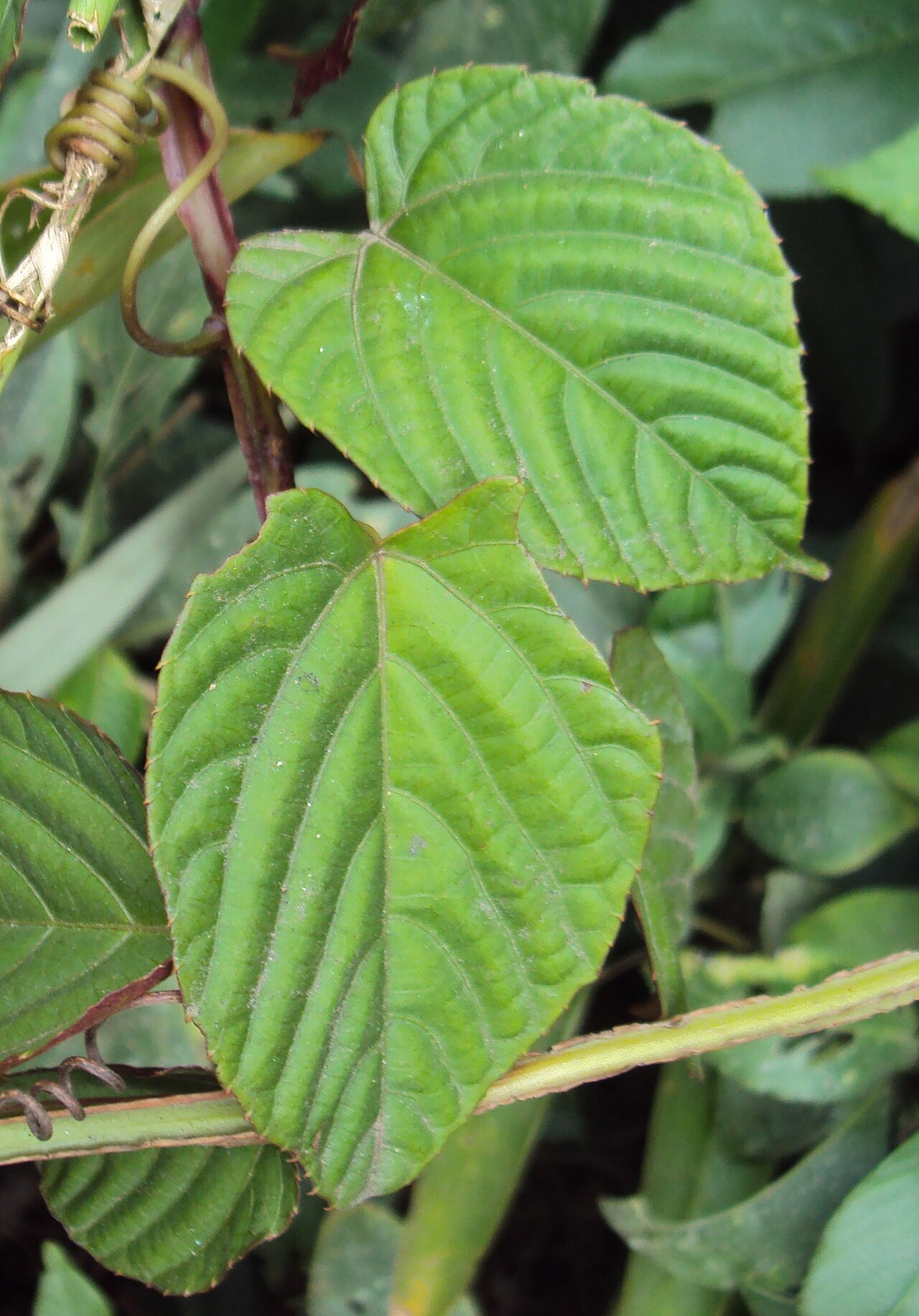 Climbing begonia: Cissus discolor