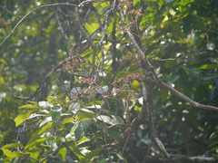 Climbing begonia (Cissus discolor)