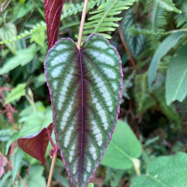 Climbing begonia (Cissus discolor)