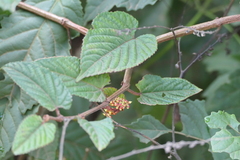 Climbing begonia (Cissus discolor)