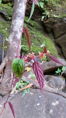 Climbing begonia (Cissus discolor)