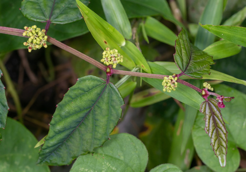 Climbing begonia (Cissus discolor)