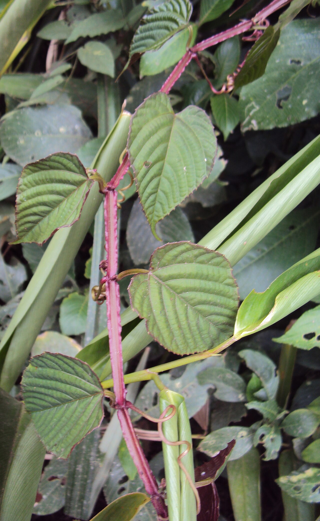 Climbing begonia: Cissus discolor
