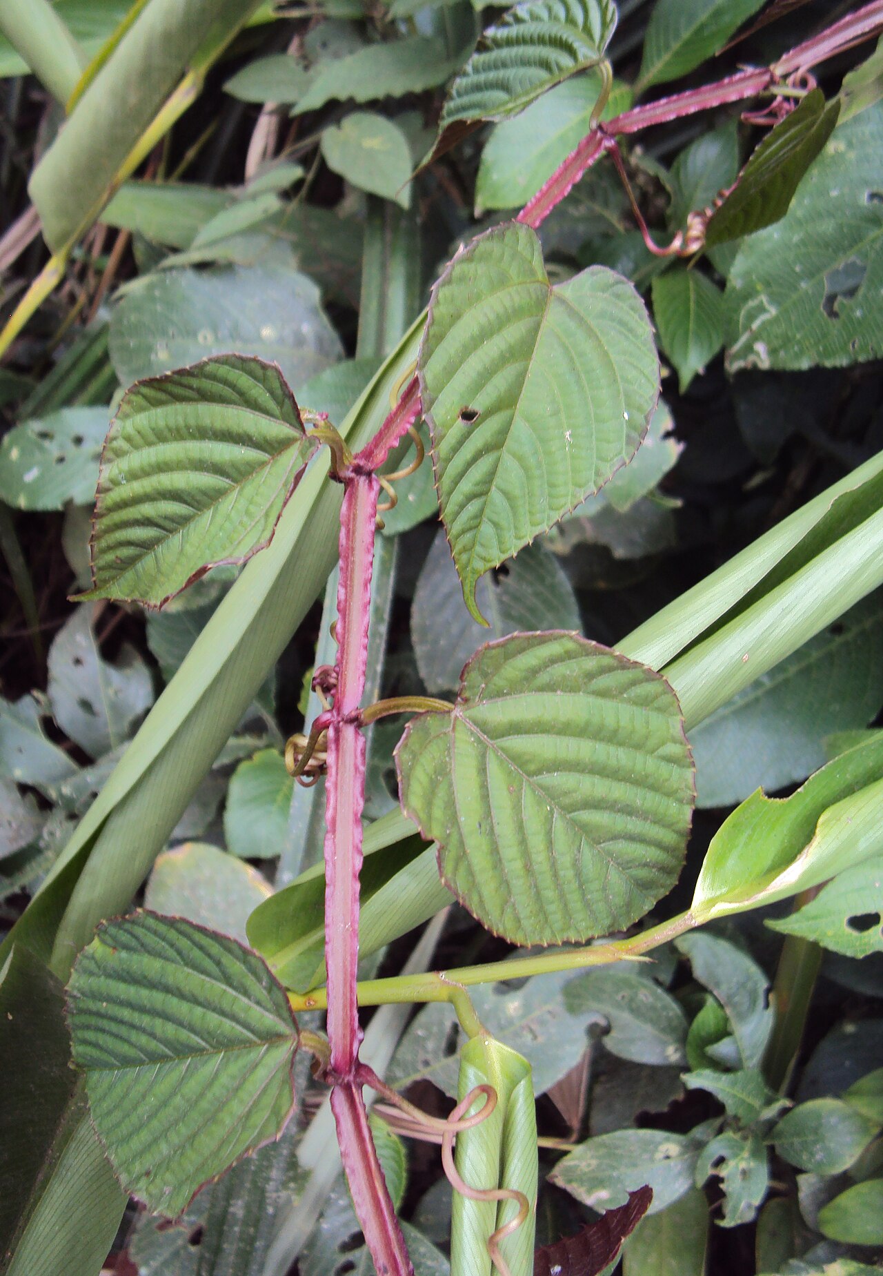 Climbing begonia: Cissus discolor