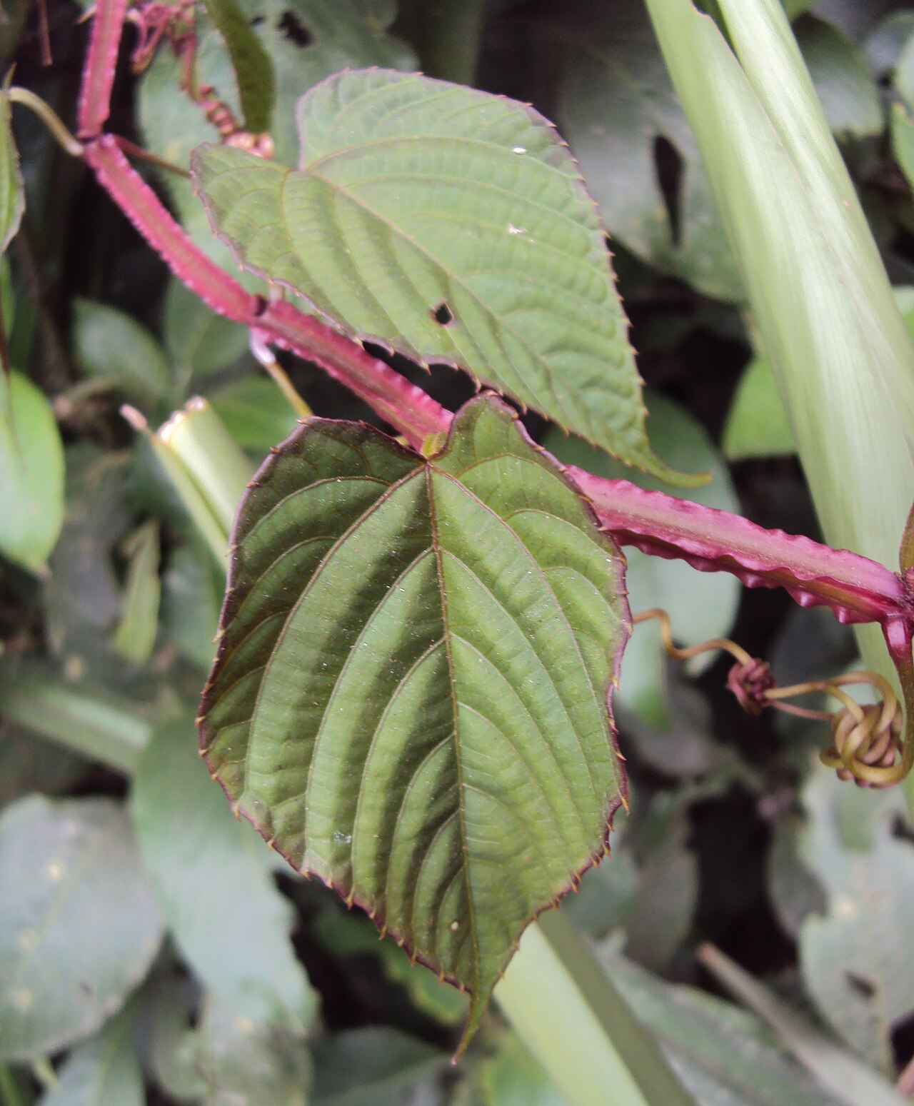 Climbing begonia: Cissus discolor